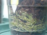 racines cambria (odonto)