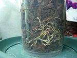 racines dendro
