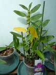 dendro