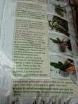 Instructions rempotage emballage Orchid Focus Repotting Mix