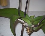 100_3116 1.jpg