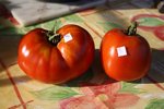 Brandywine purple devrait avoir des feuilles de pomme de terre !