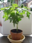 ci joint : une photo de la 1er plante, on appercoit les fruits