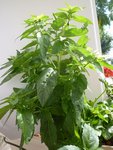 voici la 2nd plante