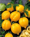 tomate_lemon_tree_r0941104173_0[2].jpg