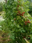 plants sous abri.jpg