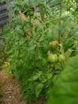 autres plants sous abri.jpg