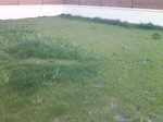 pelouse--A.jpg