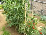 Environ 15 tomates sur les 2 plans<br />Pas encore de tomate récoltée à ce jour