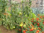 4 tomates récoltées
