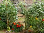 6 tomates récoltées