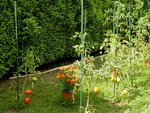 Les feuilles ne gênent pas le mûrissement (lol)