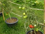 Marmandes en pots.jpg