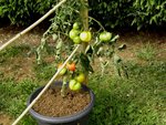 Marmandes en pots 2.jpg