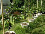Aubergines en pots.jpg