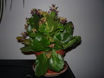 P1010205.JPG