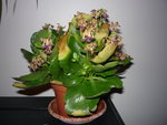 P1010207.JPG
