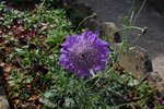 DSC_0027a.jpg