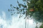 arbre.jpg
