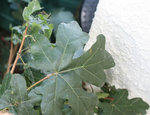quelle est cette plante ?