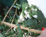 plante inconnue3.jpg