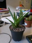 aloe vera ?