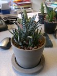 aloe ?