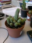 cactus ou plante grasse ? Je ne sais pas trop comment l'arroser