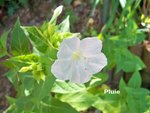 Belle de nuit, Mirabilis jalapa