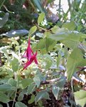 Fuchsia magellanica 'Variegata'