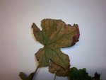 100_0650.JPG