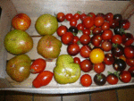 récolte de osu blue et aunt ruby german green-roma-big rainbow-maniel.gif