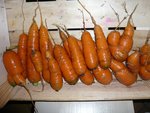 récolte de carottes.jpg