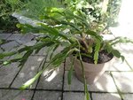 retouche schlumbergera.jpg