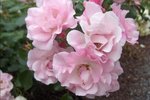 4668-Rosa-Mareva.jpg