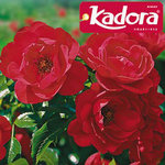 Decorosier-Kadora.jpg