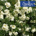 decorosier-opalia0.jpg