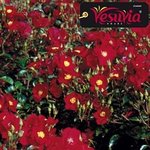 decorosier-vesuvia3.jpg