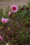un hibiscus, mais lequel ?