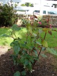 2008-06-18 002_redimensionner.JPG