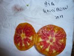 très belle tomate big rainbow.jpg