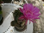 cactée en fleur.jpg