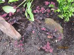 2011-09-08 sedum (5x).jpg