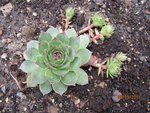 2011-09-08  sedum (4x).jpg