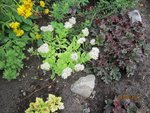 2011-09-08 sedum (2x).jpg