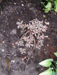 2011-09-08  sedum (3x).jpg