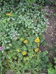 2011-09-08 sedum x.jpg