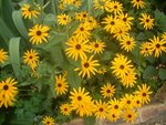 DSCF0054.JPG