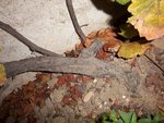 100_0654.JPG