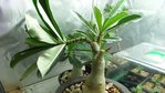 adenium encore entier